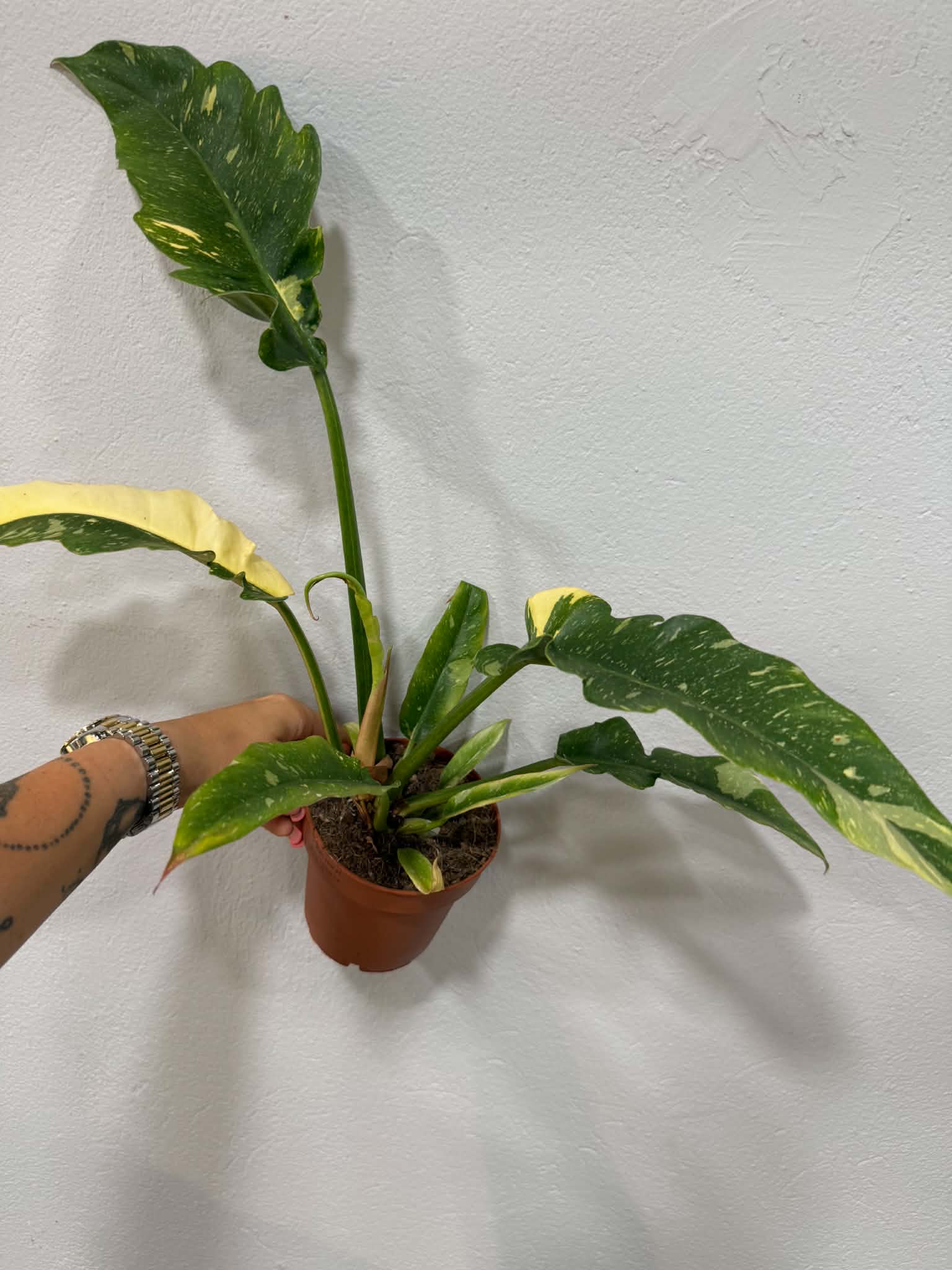 Tarka filodendron ‘Ring of Fire’ – Philodendron ‘Ring of Fire’ változatos mintázatú levelekkel