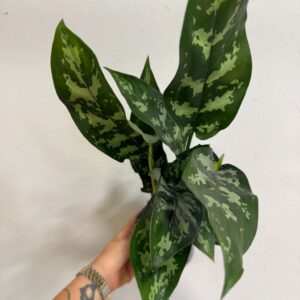 Rákvirág ‘Maria’ – Aglaonema ‘Maria’ sötétzöld, ezüstös mintázatú levelekkel