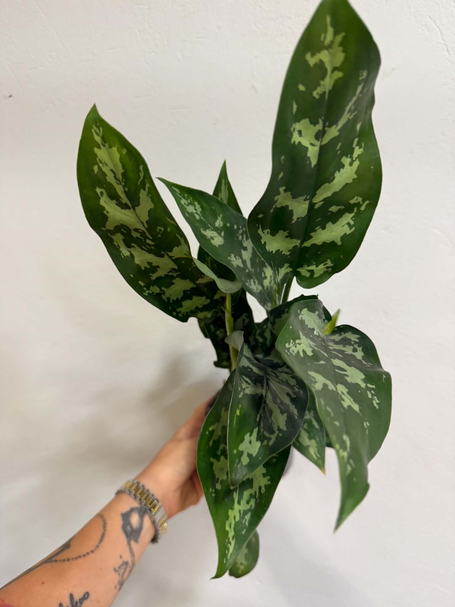 Rákvirág ‘Maria’ – Aglaonema ‘Maria’ sötétzöld, ezüstös mintázatú levelekkel
