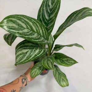 Rákvirág ‘Silver Queen’ – Aglaonema commutatum ‘Silver Queen’ ezüstös-zöld levelekkel
