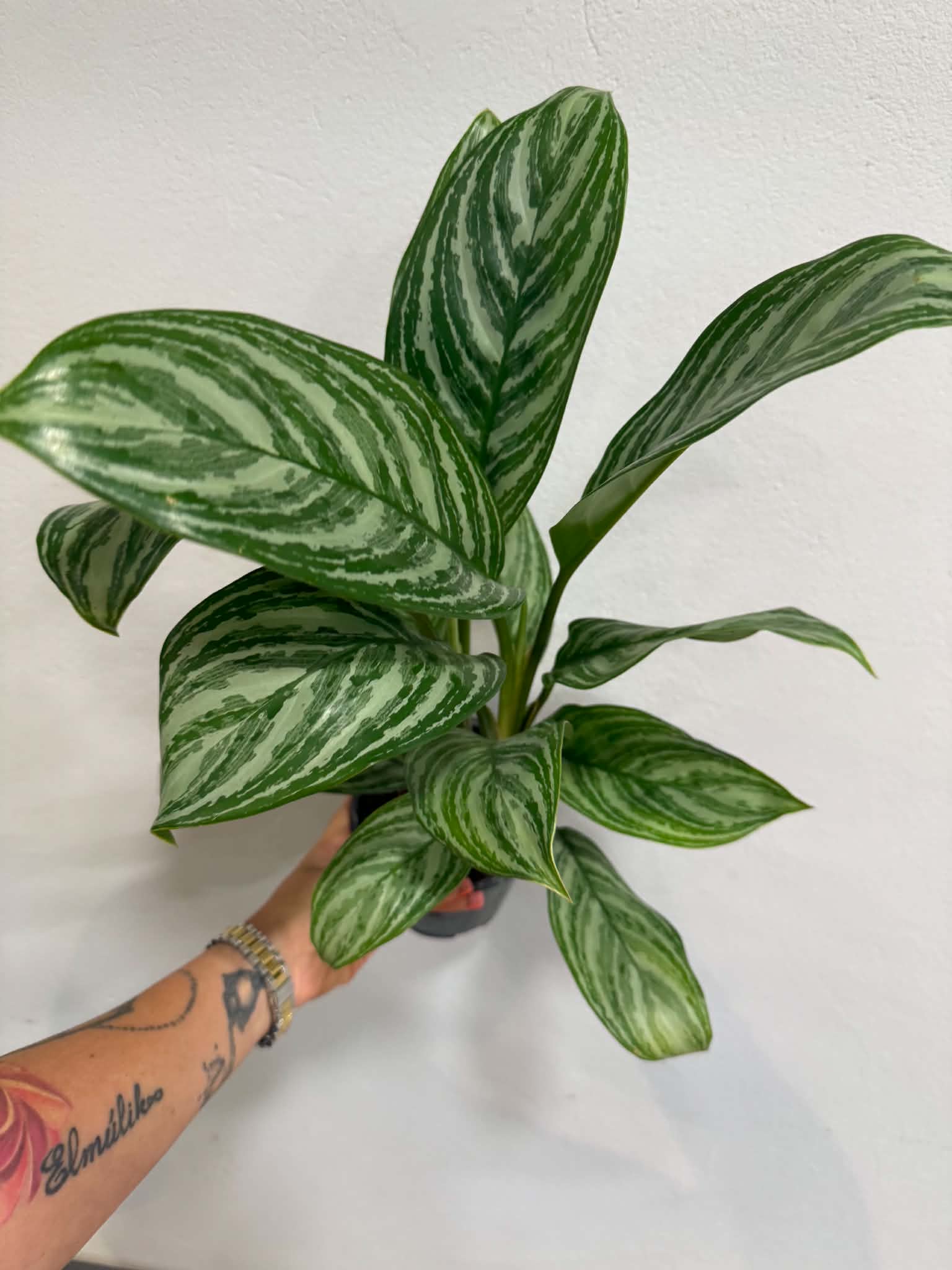 Rákvirág ‘Silver Queen’ – Aglaonema commutatum ‘Silver Queen’ ezüstös-zöld levelekkel
