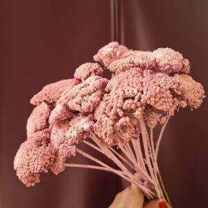 Rózsaszín szárított cickafark Achillea virágzat közelről