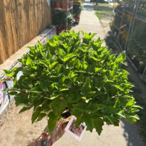 Rózsaszín kékszakáll ‘Pavilon Pink’ – Caryopteris incana dús zöld lombú félcserje