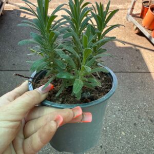 Rózsaszín levendula – Lavandula angustifolia cserepes növény