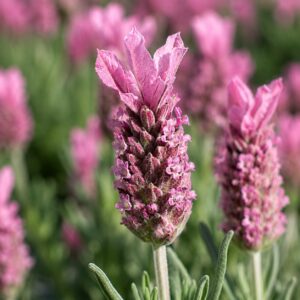 Rózsaszín levendula – Lavandula angustifolia rózsaszín virága közelről
