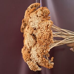 Rozsdás barack színű szárított cickafark virágzat közelről – Achillea