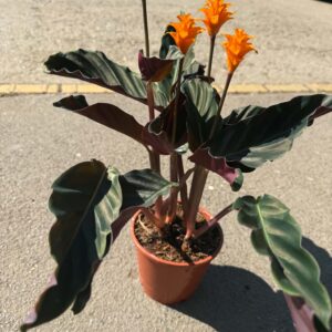 Sáfrányos zebralevél – Calathea crocata narancssárga virágokkal