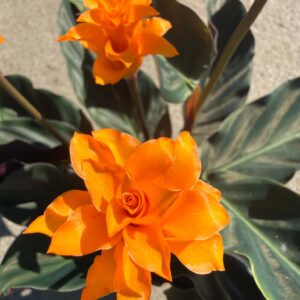 Calathea crocata sáfrányos zebralevél narancssárga virágzata