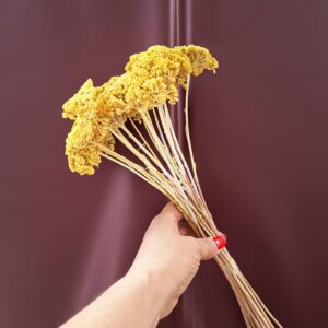 Sárga színezett szárított cickafark csokor – Achillea