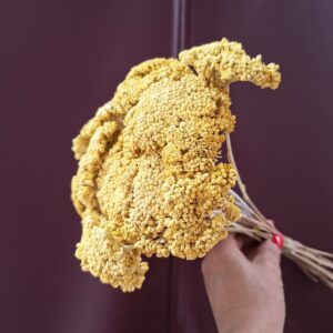 Sárga szárított cickafark Achillea virágzata közelről