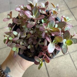 Cseresznyepiros lombú varjúháj – Sedum ‘Sunsparkler Firecracker’ cserépben
