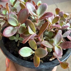 Sedum ‘Sunsparkler Firecracker’ bordó cseresznyepiros húsos levelei közelről