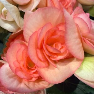 Lazac színű szobabegónia – Begonia sp. telt virágokkal