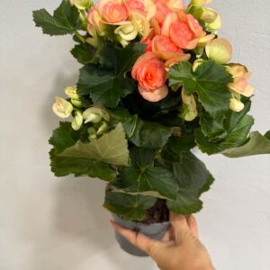 Szobabegónia – Begonia sp. lazacszínű virágokkal
