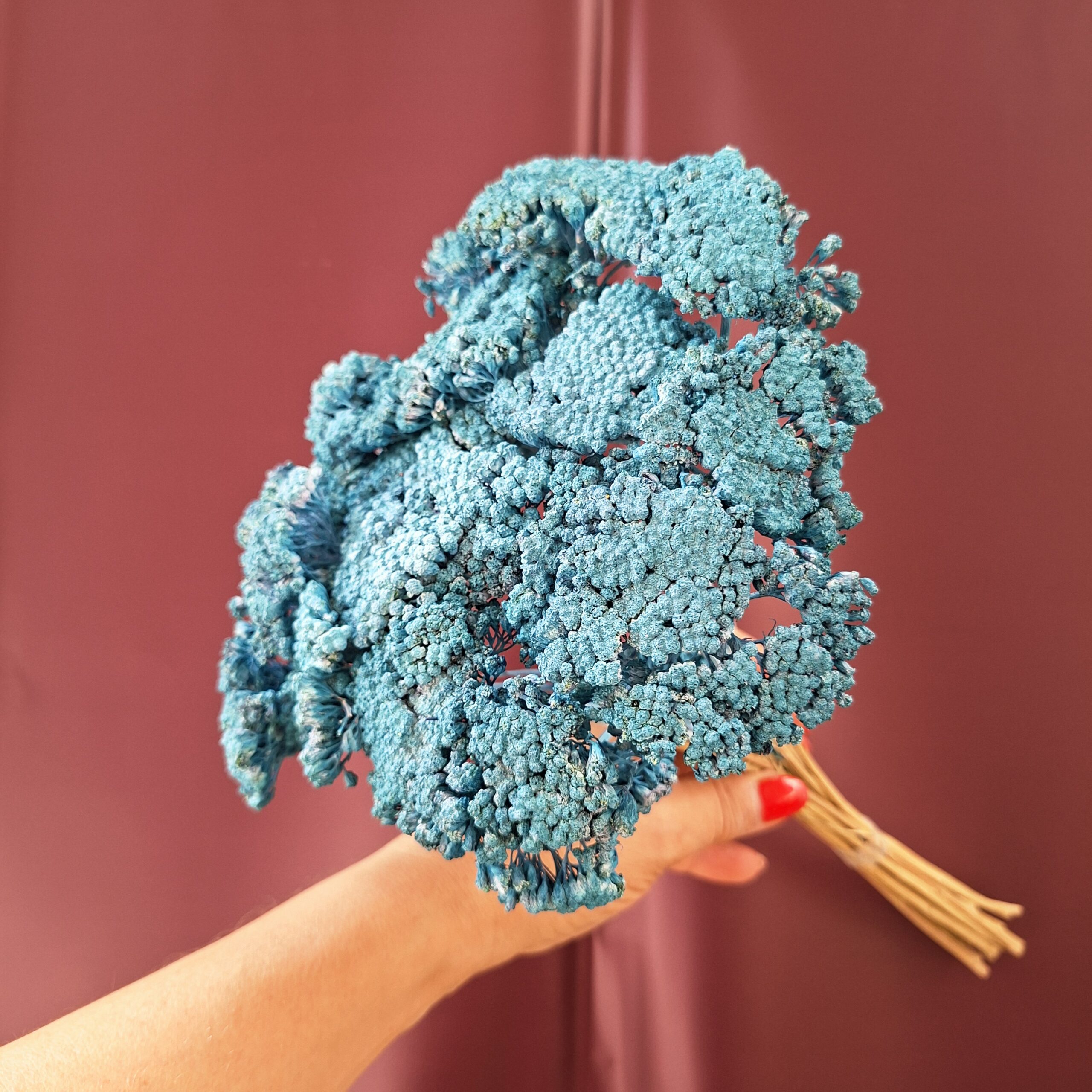 Türkizkék szárított cickafark Achillea virágzata közelről