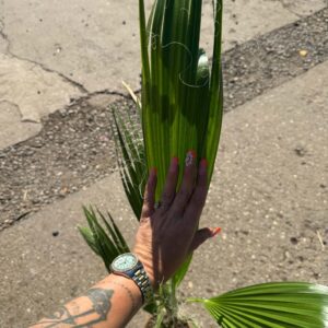 Washingtonia robusta – Washington-pálma hosszú zöld levelekkel
