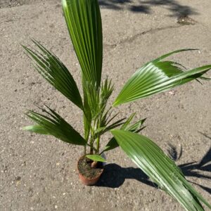 Washington-pálma – Washingtonia robusta fiatal cserepes növény