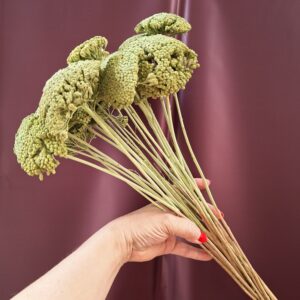 Zöld színű szárított cickafark csokor – Achillea