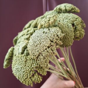 Zöld szárított cickafark virágzat közelről – Achillea